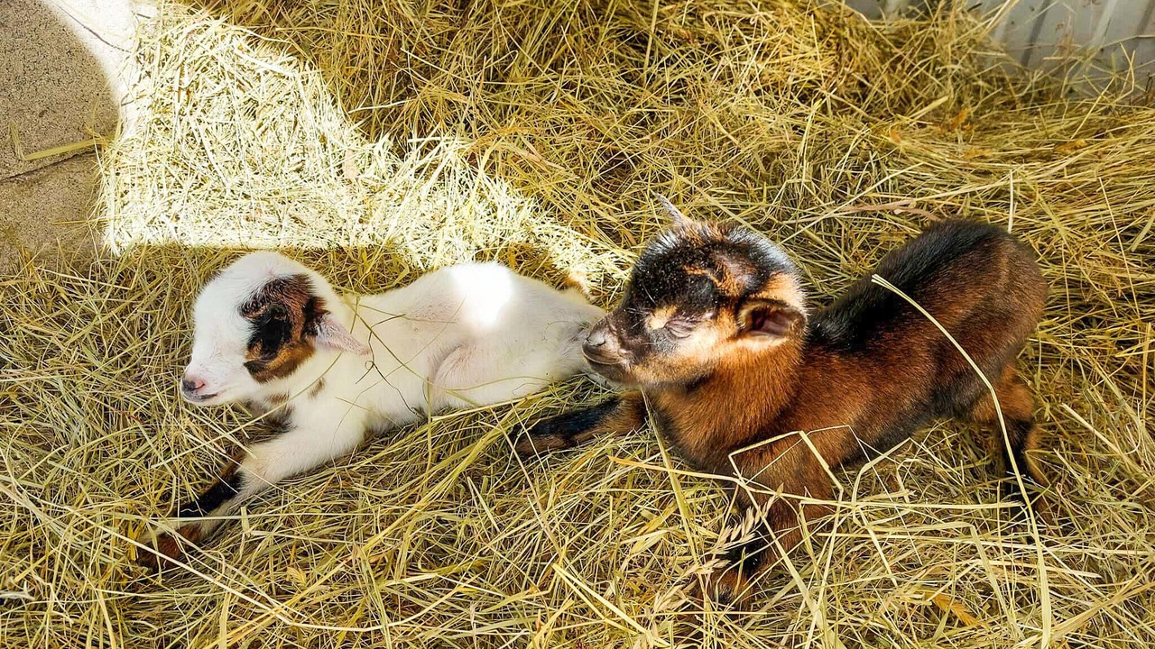 Photo of Others in Maurens