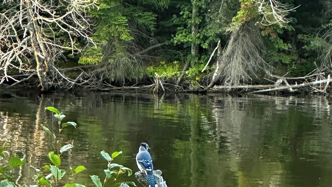 Photo of Others in Batchawana Bay