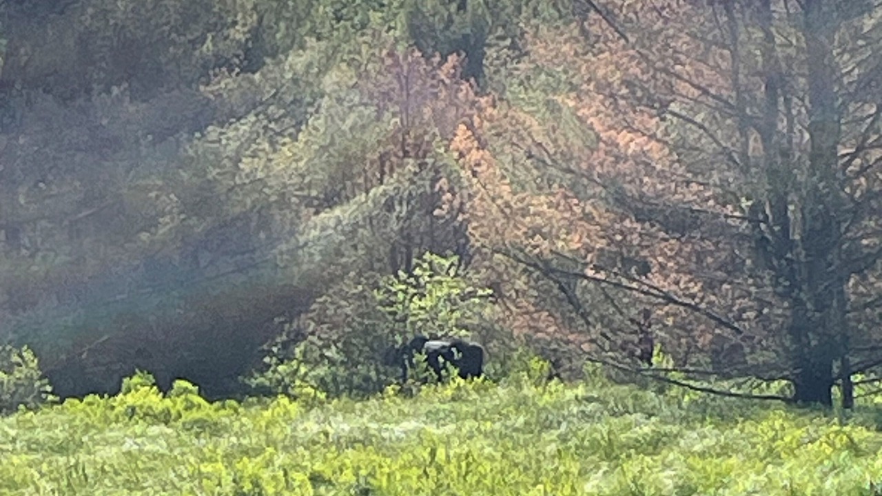 Photo of Others in McMurrich/Monteith