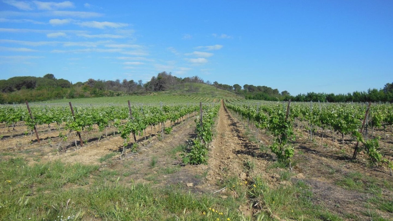 Photo of Others in Laure-Minervois