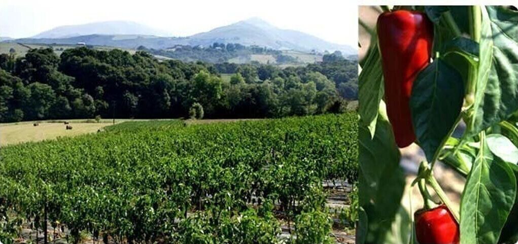 Photo of Others in Espelette