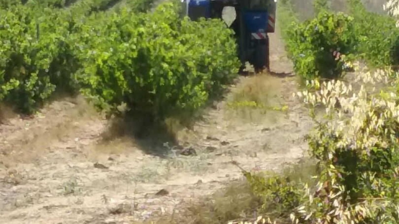 Photo of Others in Montgaillard