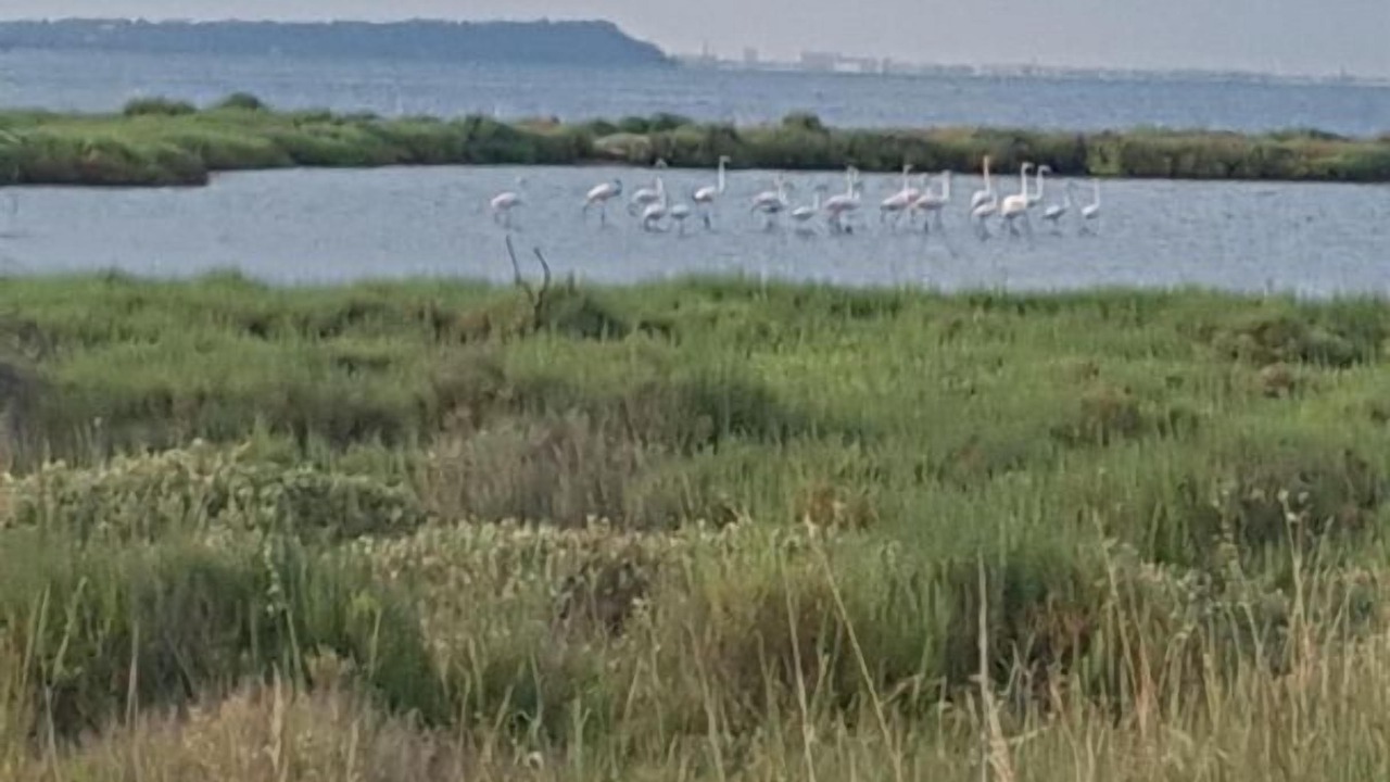 Photo of Others in Peyriac-de-Mer