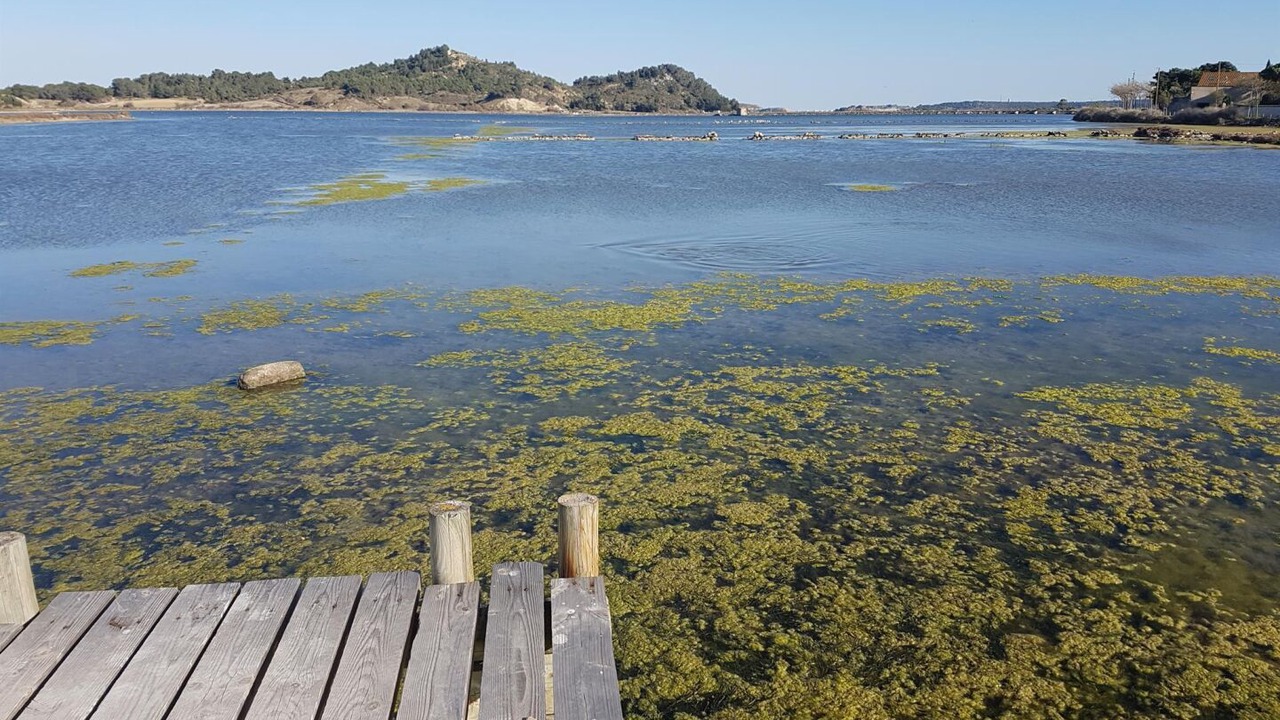 Photo of Others in Peyriac-de-Mer