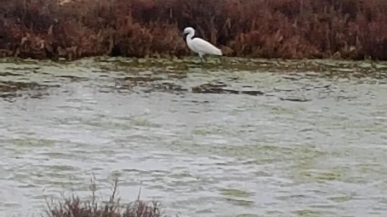Photo of Others in Peyriac-de-Mer