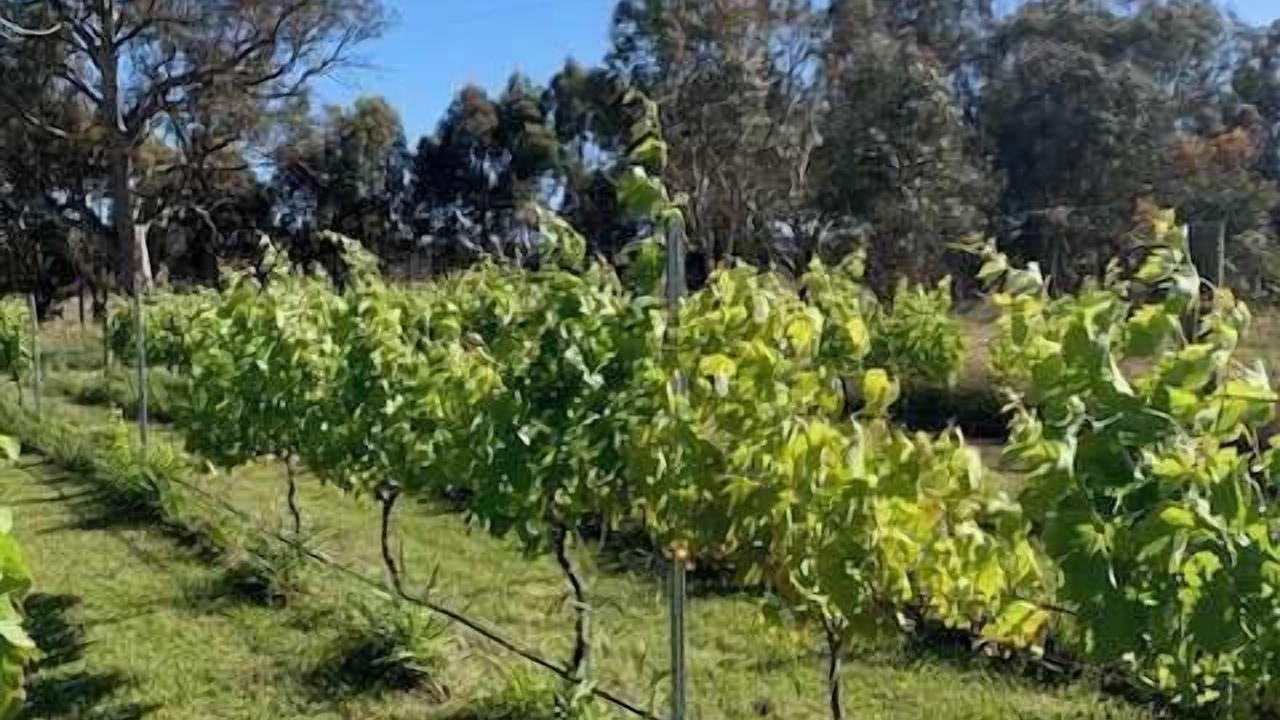 Photo of Others in Orange