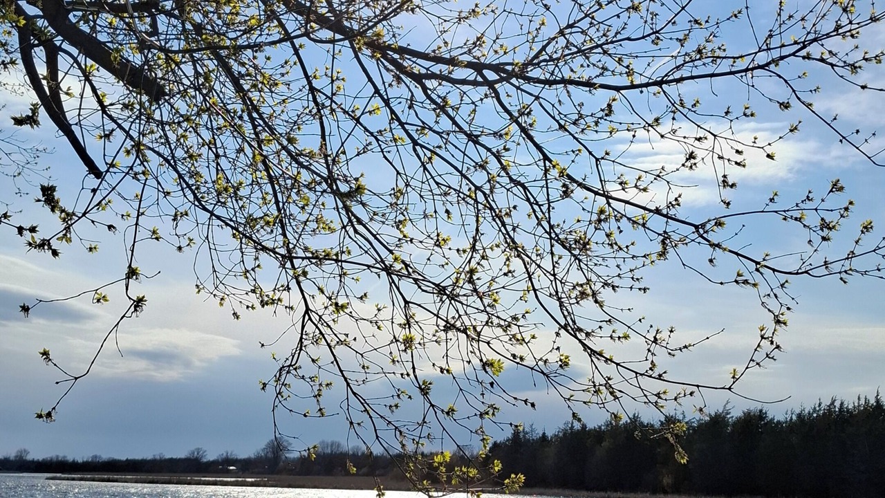 Photo of Others in Shannonville