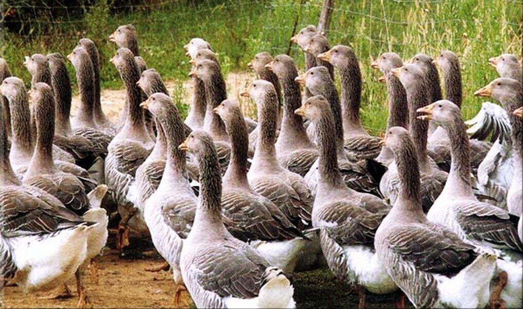 Photo of Others in Corbere-Aberes