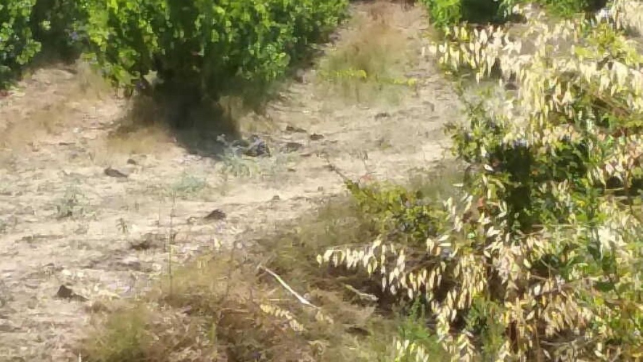 Photo of Others in Montgaillard