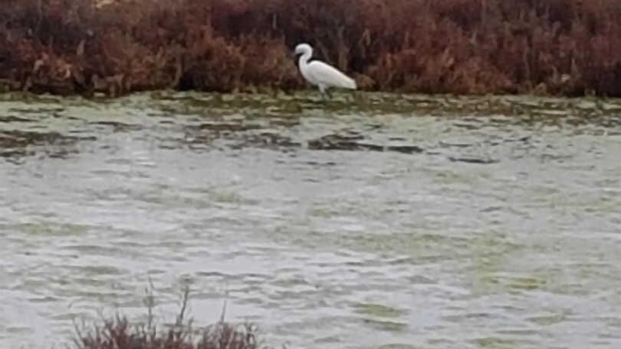 Photo of Others in Peyriac-de-Mer