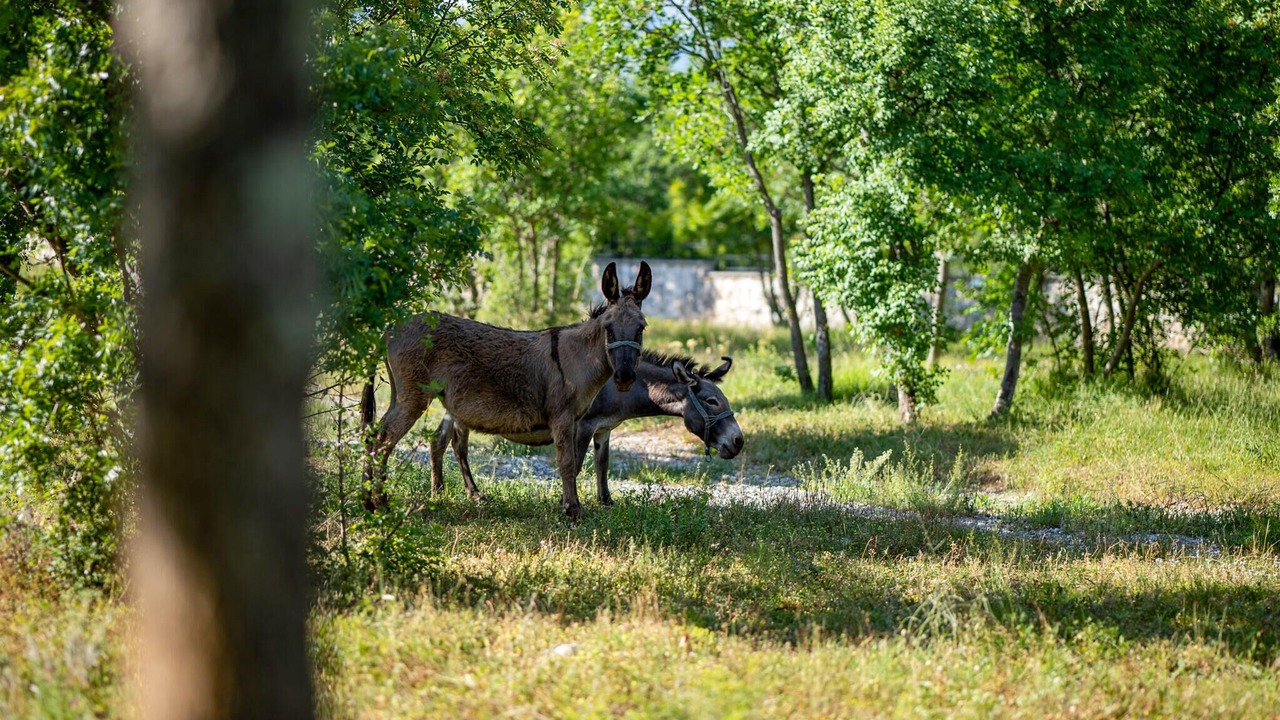 Photo of Others in Krusevo