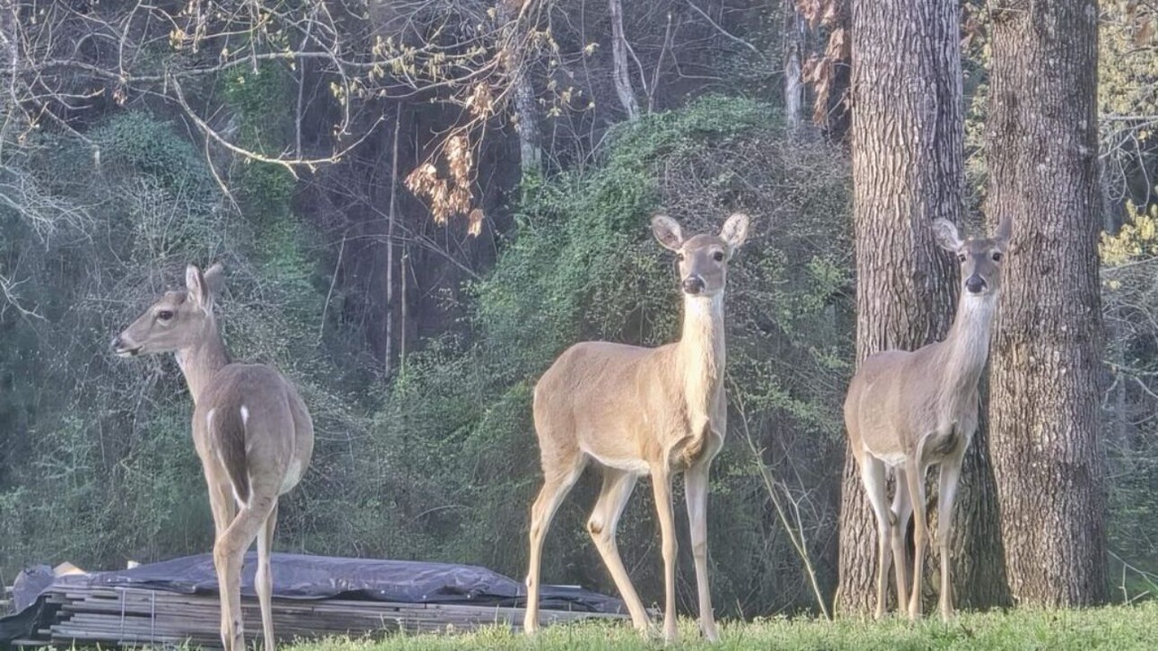 Photo of Others in Rusk