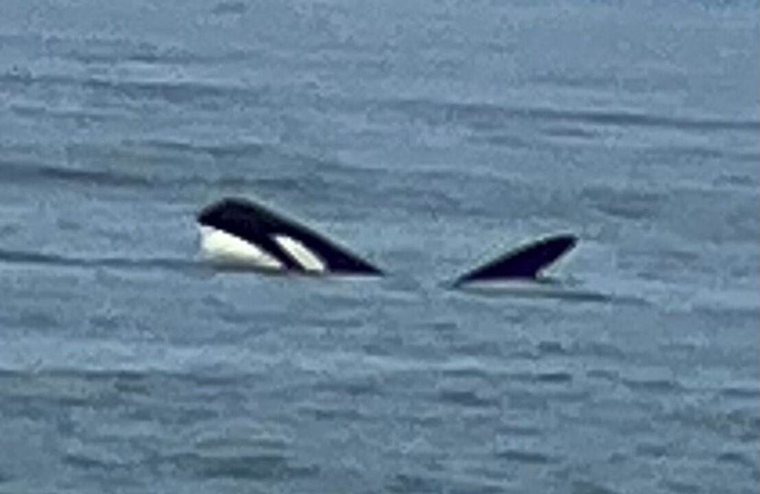 Photo of Others in Oak Harbor