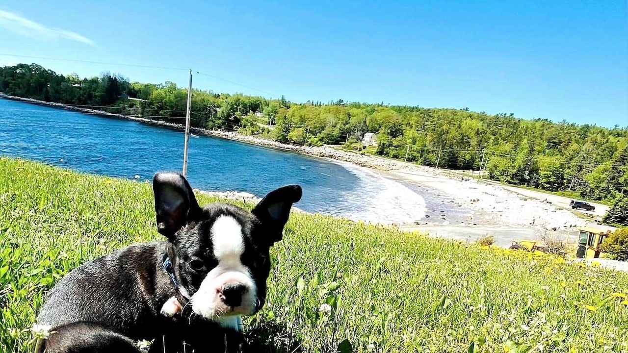 Photo of Others in Mill Cove