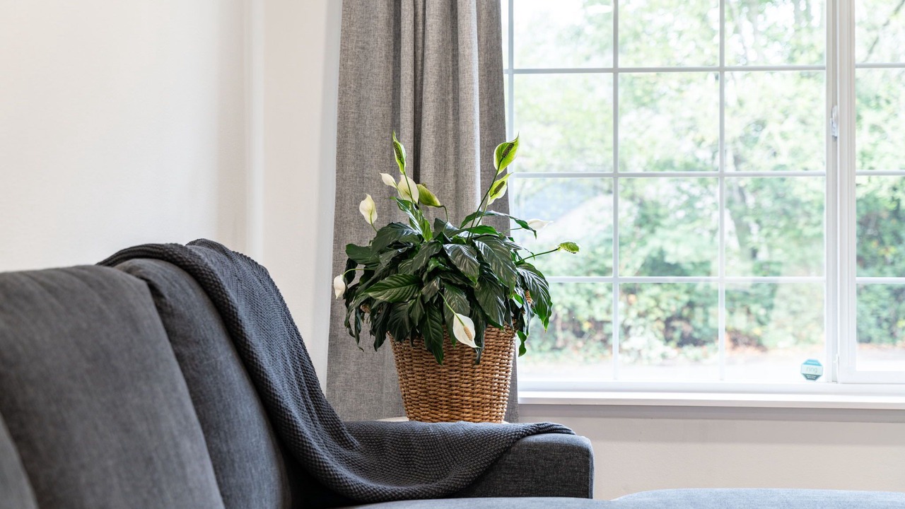 Photo of Others in University Place