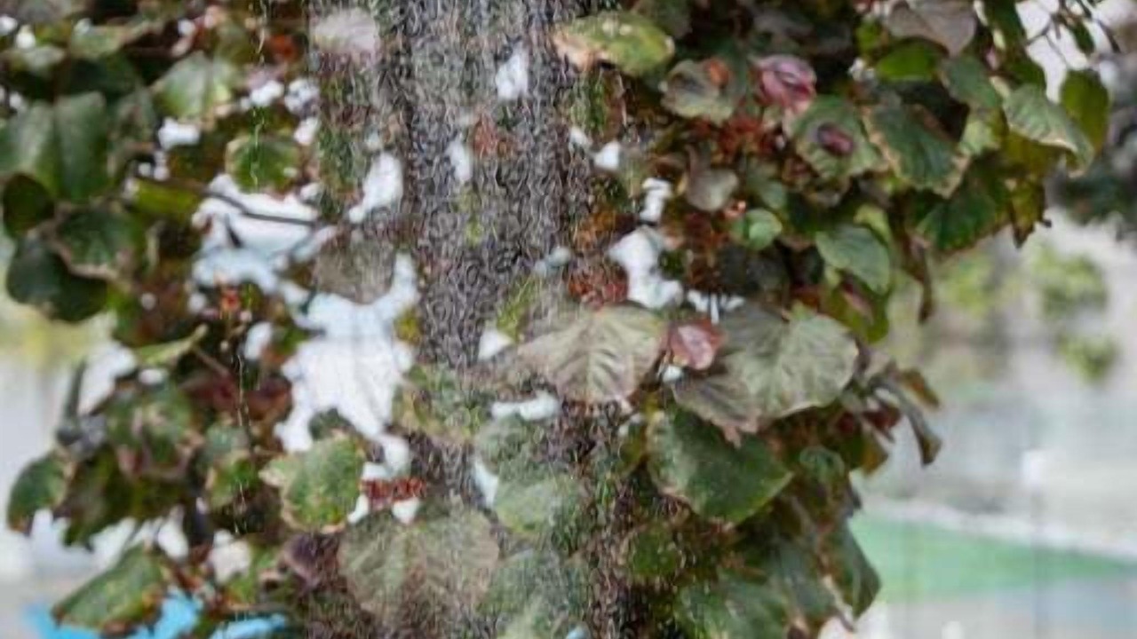 Photo of Outdoor in Henley Beach South