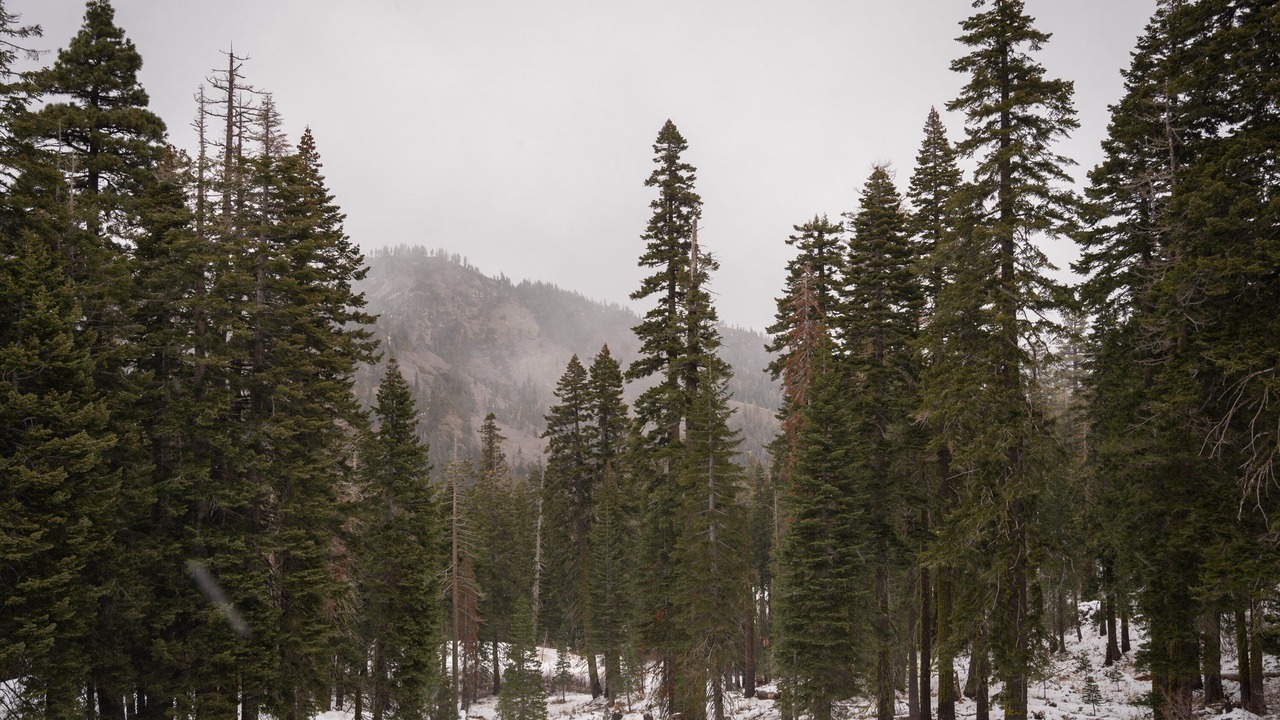 Photo of Others in Alpine Meadows
