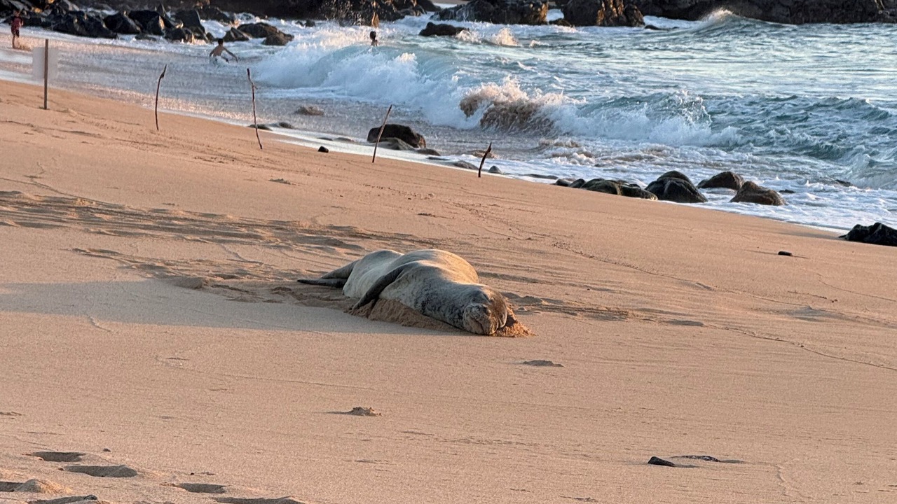 Photo of Others in Maunaloa