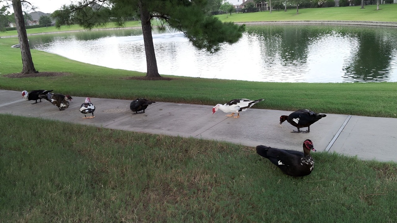 Photo of Outdoor in George Bush Park/Eldridge
