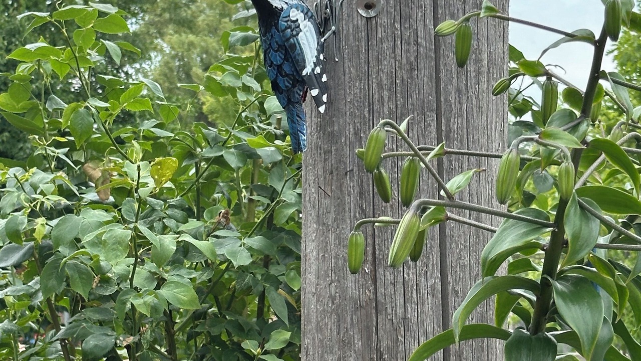 Photo of Outdoor in Oakridge