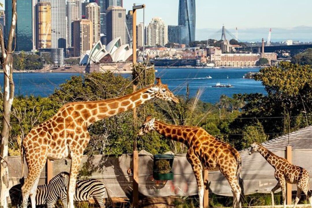 Photo of Others in McMahons Point