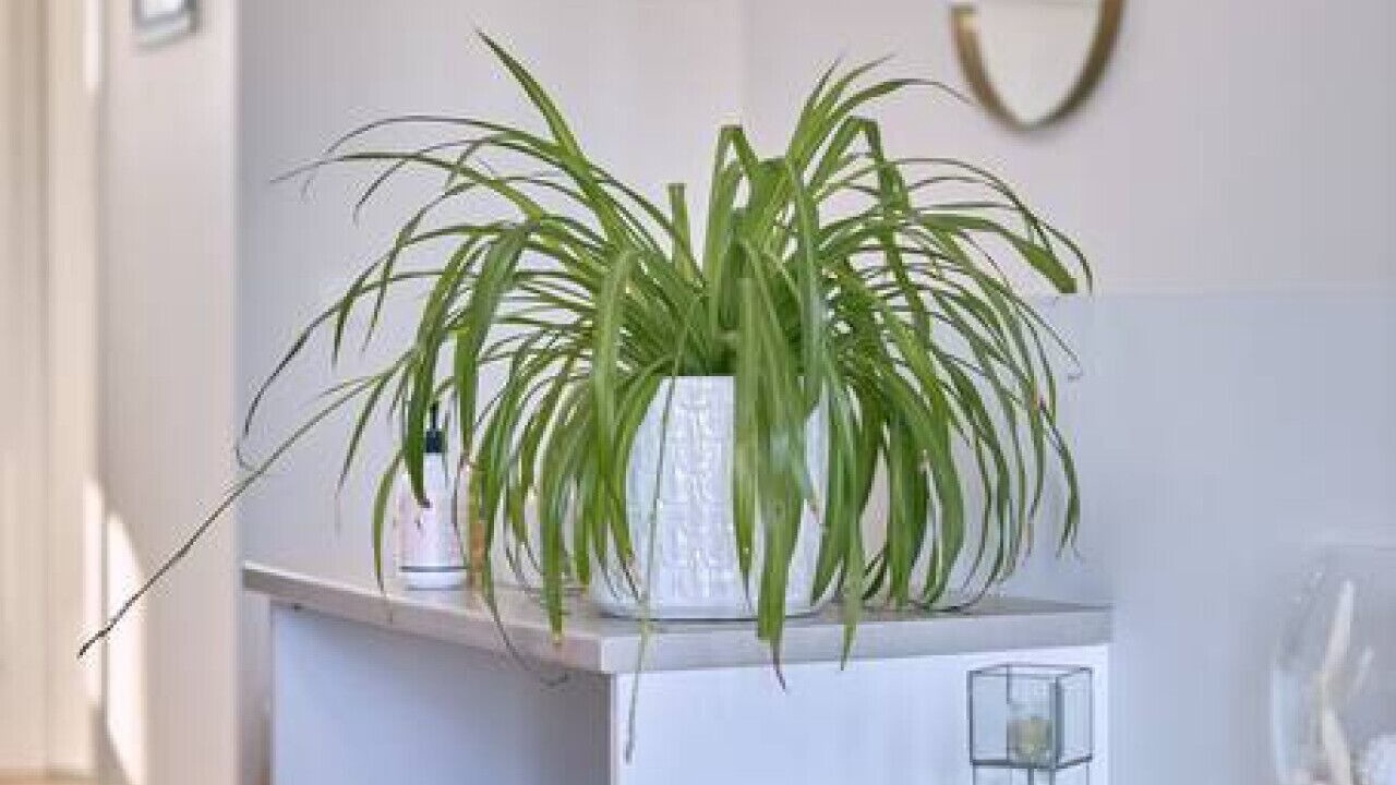 Photo of Others in Ocean Grove