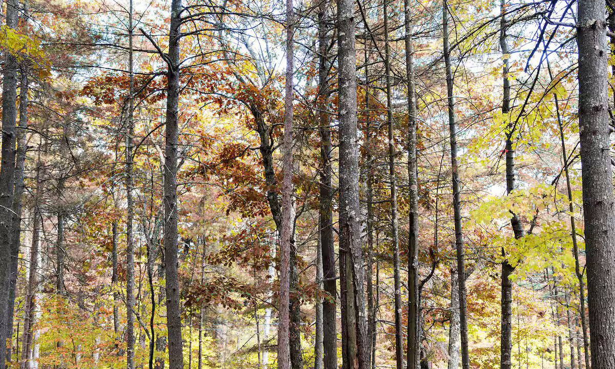 Photo of Outdoor in Jay