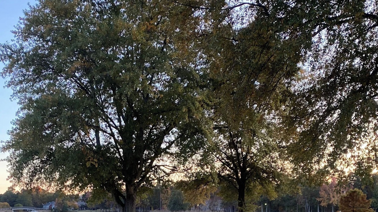 Photo of Outdoor in Maumelle