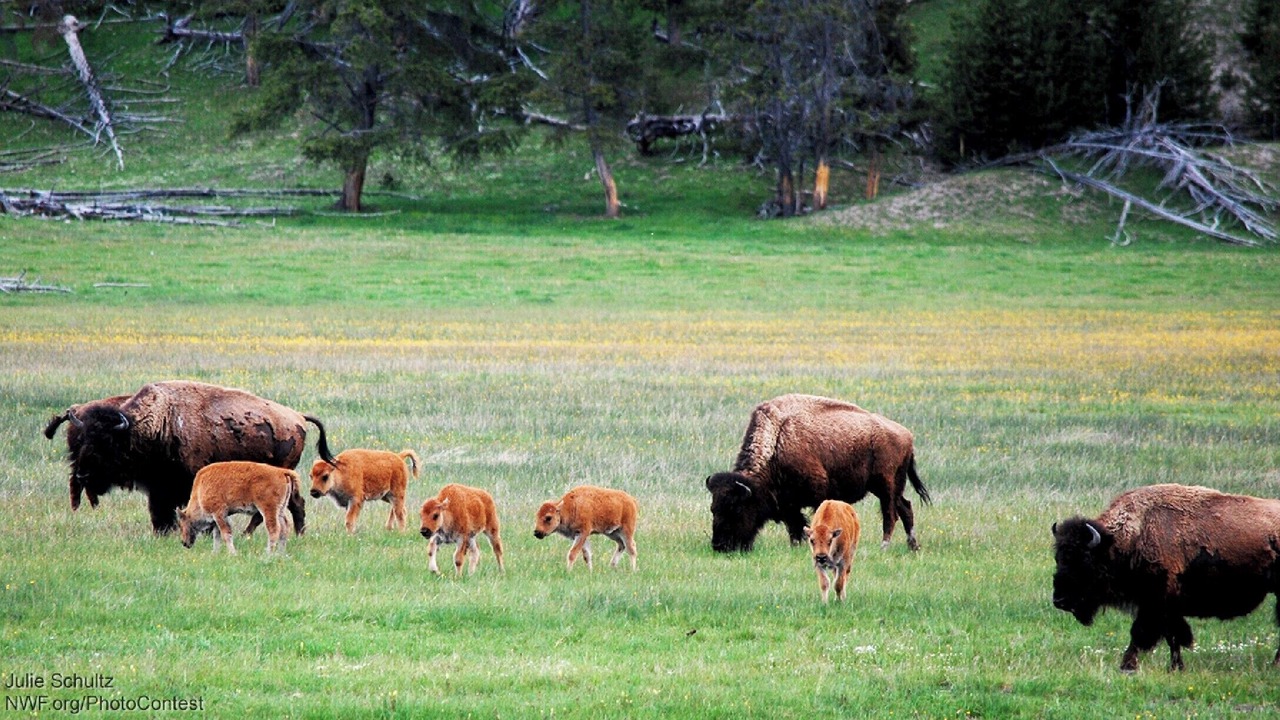 Photo of Others in West Yellowstone
