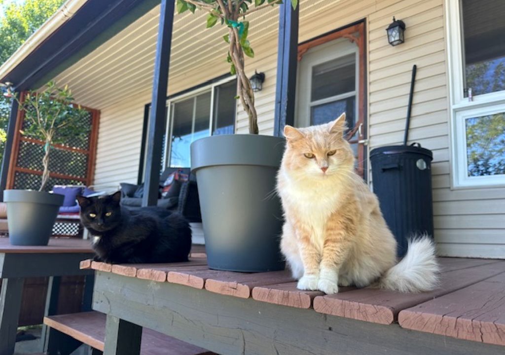 Photo of Patio Balcony in Mont-Laurier