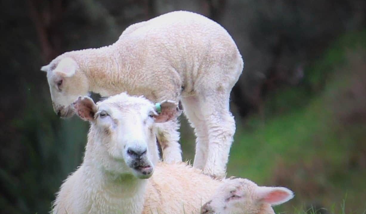 Photo of Others in Waitomo District