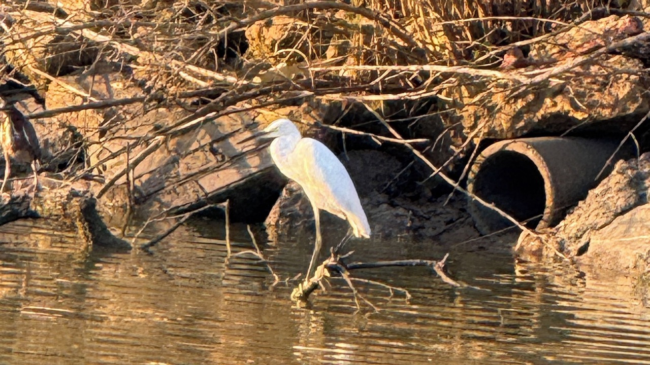 Photo of Others in Anahuac