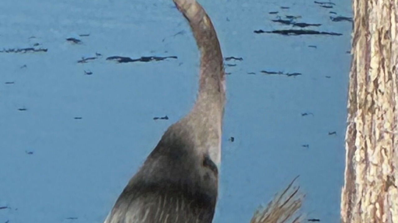 Photo of Others in Citrus Springs