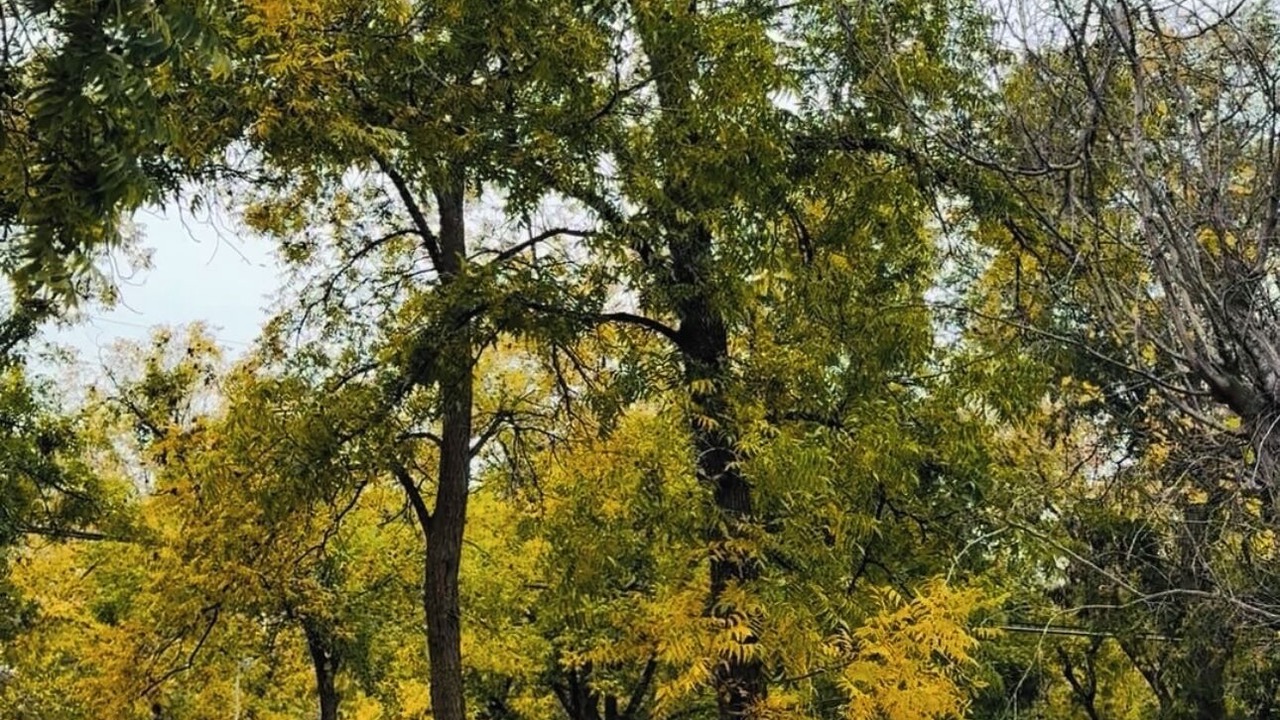 Photo of Outdoor in Biggs Field