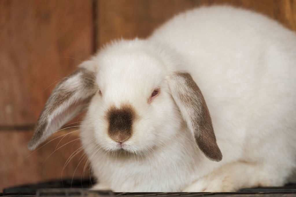 Photo of Others in Koonoomoo