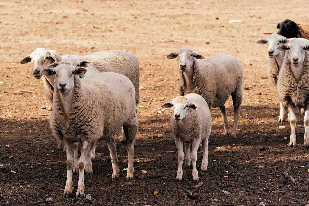 Photo of Others in Koonoomoo