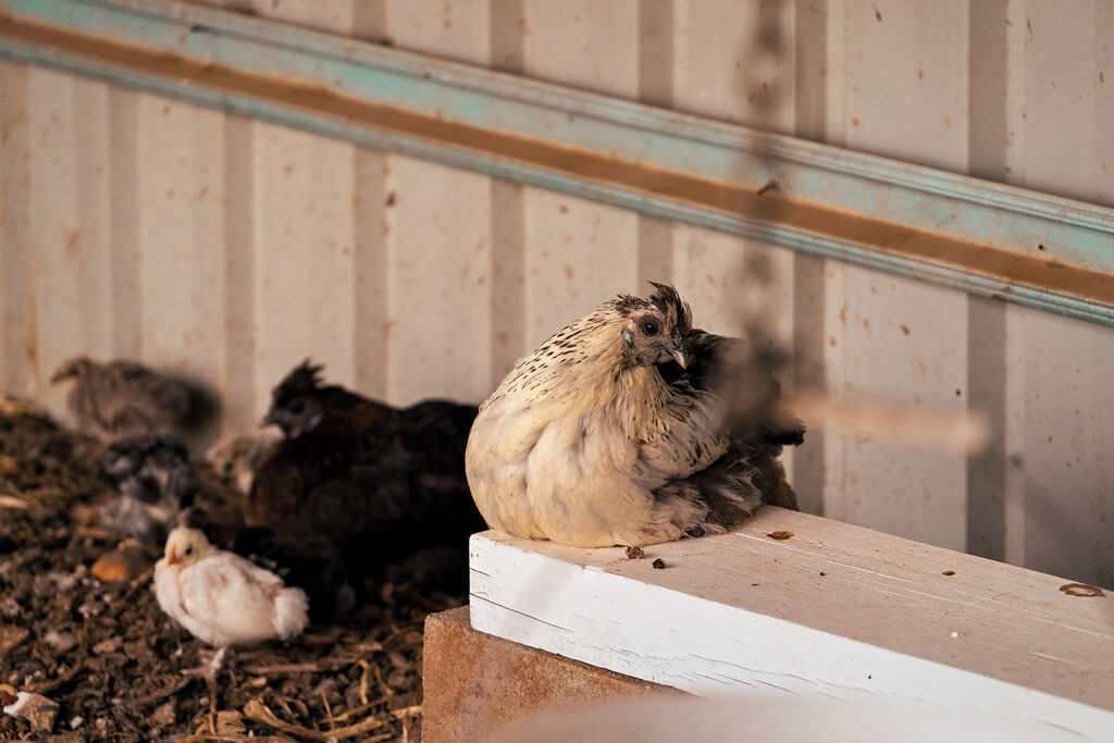 Photo of Others in Koonoomoo