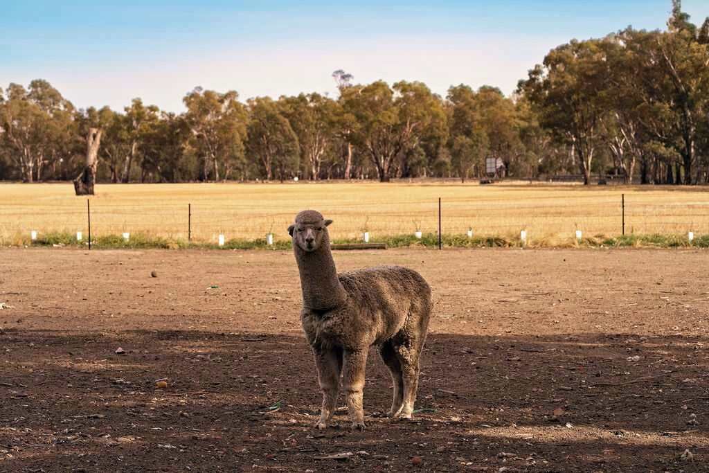 Photo of Others in Koonoomoo