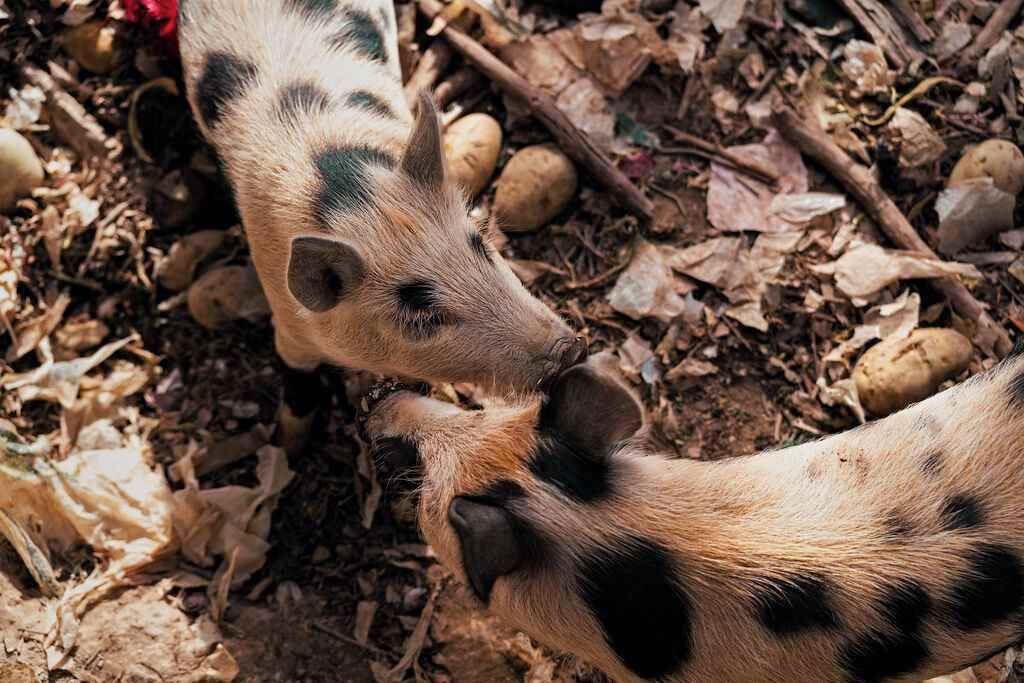 Photo of Others in Koonoomoo