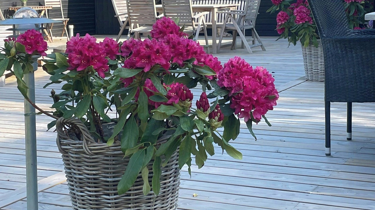 Photo of Outdoor in Hoensinge