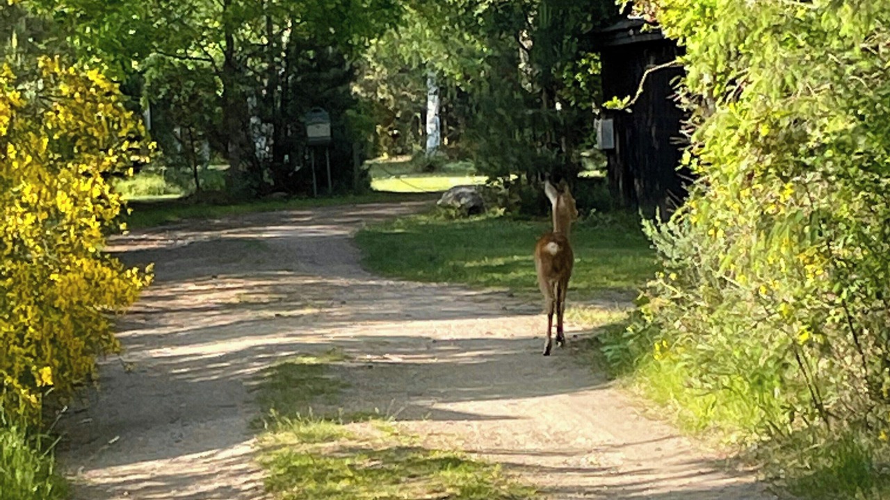Photo of Others in Hoensinge
