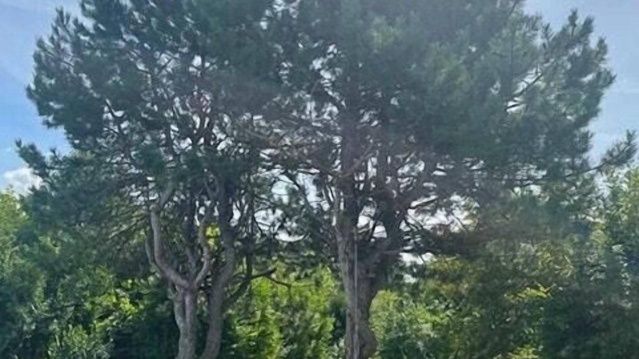 Photo of Others in Hoeve Strand