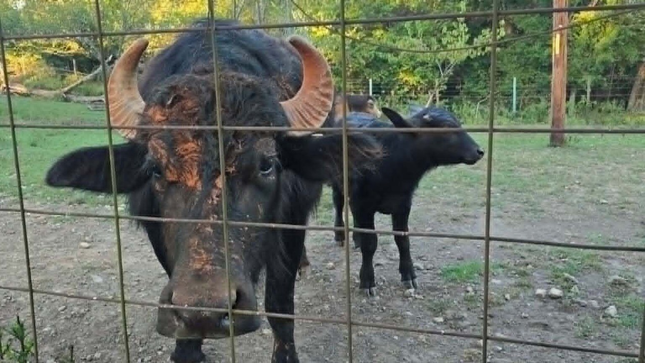 Photo of Others in Marshall