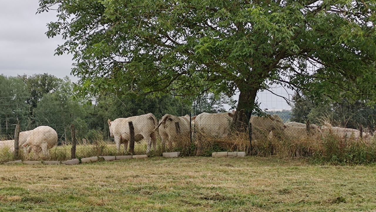 Photo of Others in Verdelot