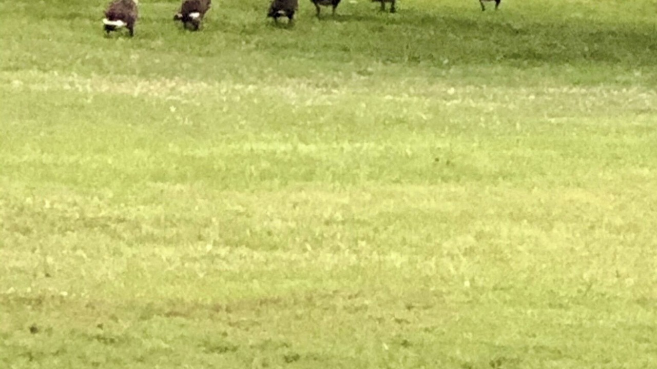 Photo of Others in Caddo Gap
