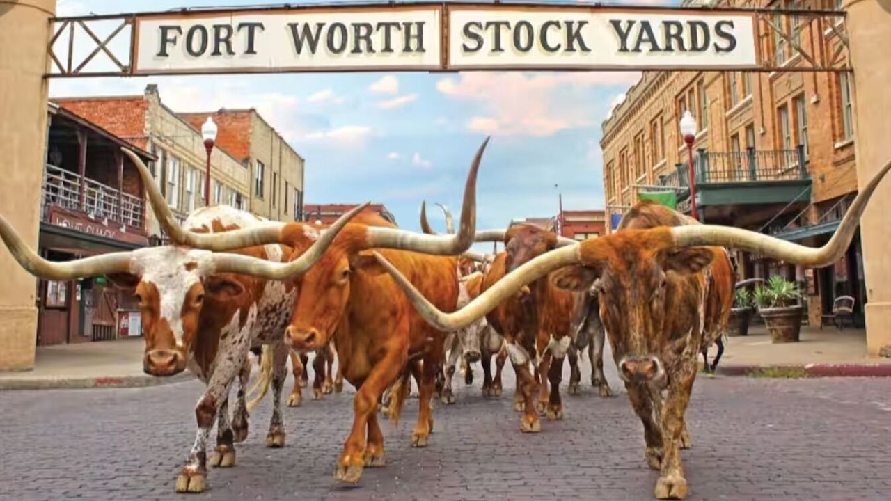 Photo of Others in Central Arlington