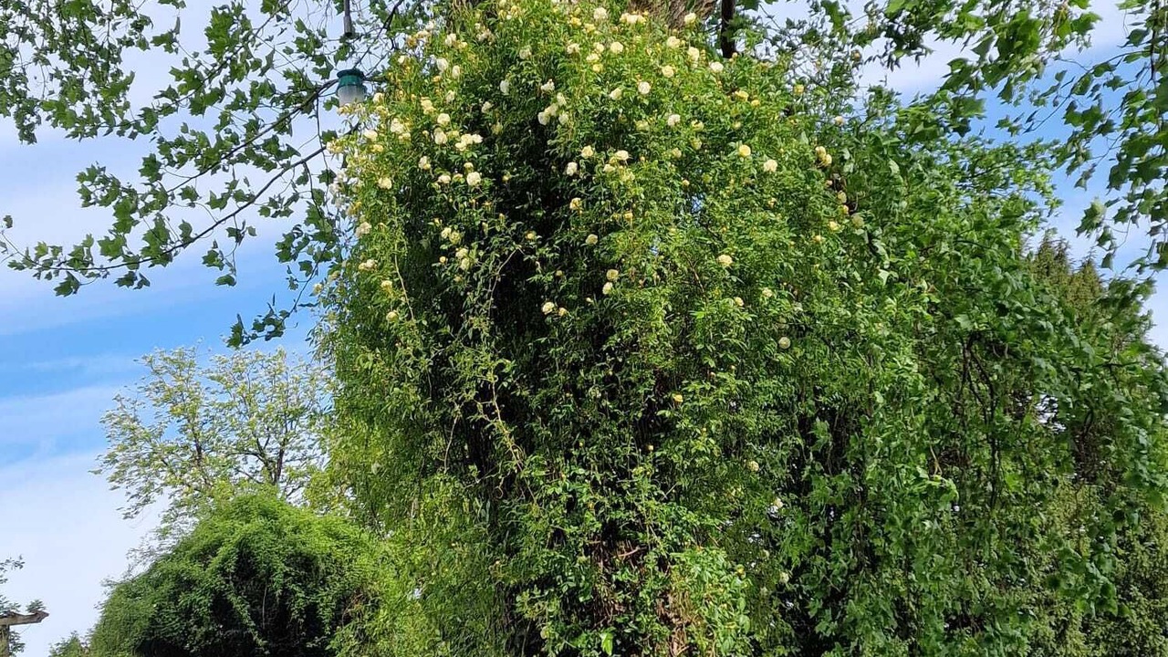 Photo of Outdoor in Saint-Berthevin