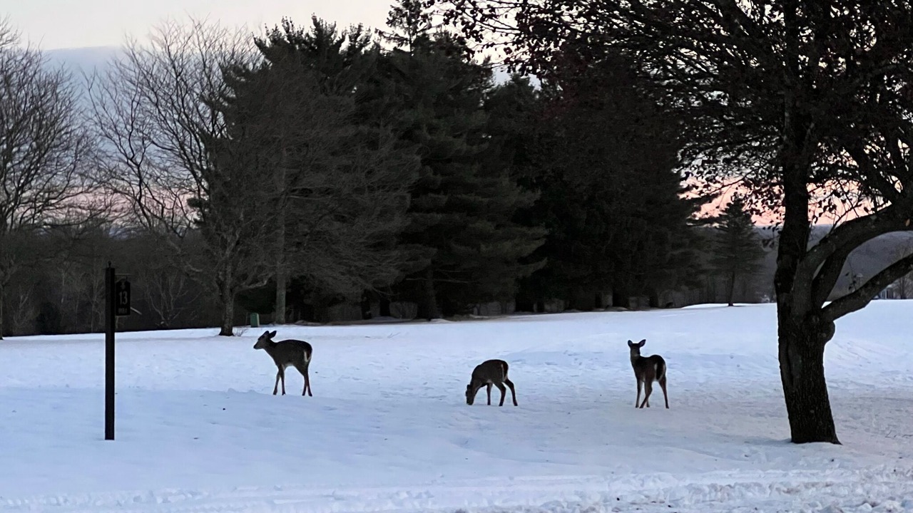 Photo of Others in Canadensis
