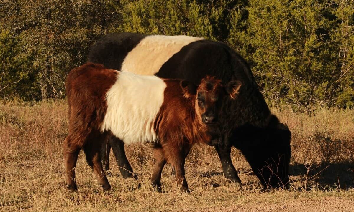 Photo of Others in Marble Falls