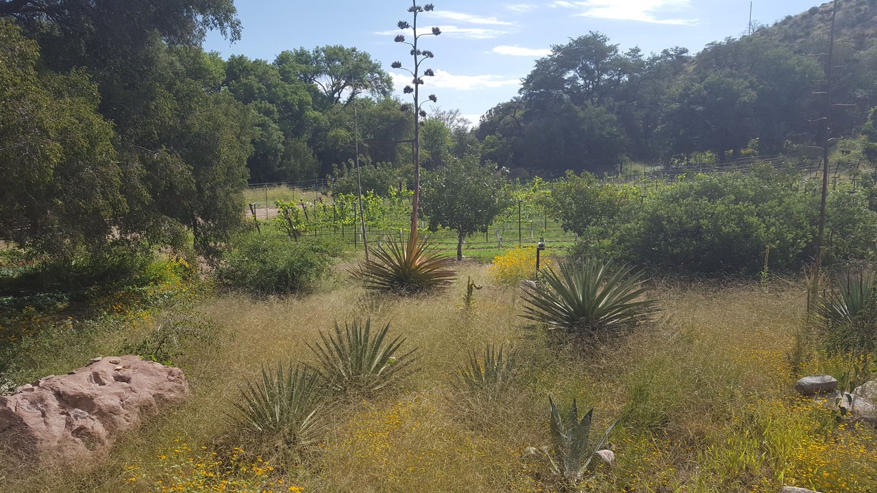 Photo of Outdoor in Willcox